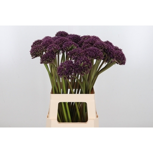 Allium Miami
