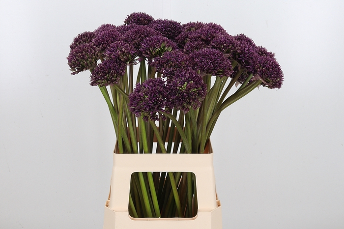 <h4>Allium Miami</h4>