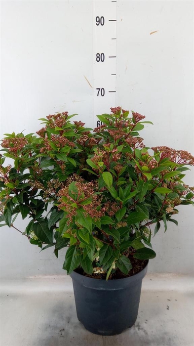 <h4>Viburnum tinus</h4>