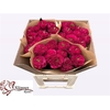 Rosa Garden Cherry Velvet