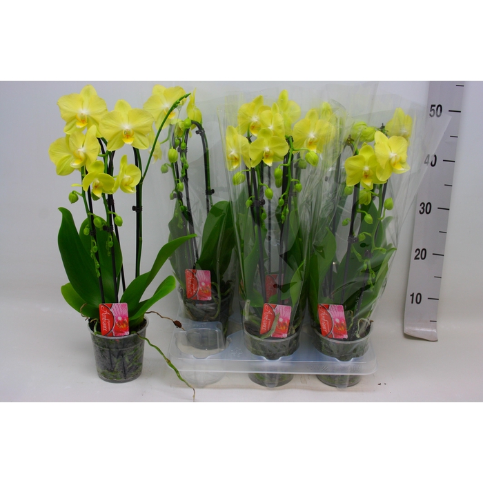 <h4>PHAL EL CASCADE</h4>