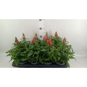 Antirrhinum majus   ...