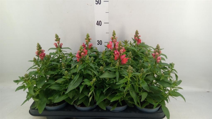 <h4>Antirrhinum majus   ...</h4>