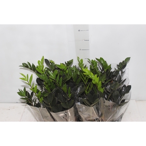 ZAMIOCULCAS BLACK QUEEN P09