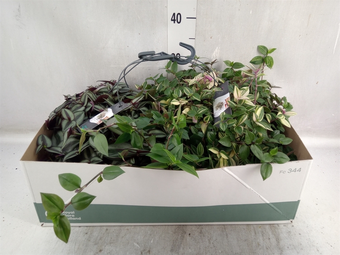 <h4>Tradescantia   ...mix</h4>