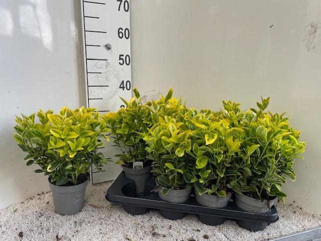 <h4>EUONYMUS JAPONICUS</h4>