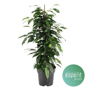 Ficus benjamina Danielle®