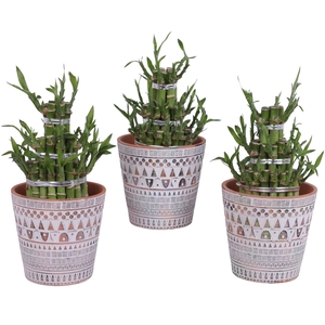 Lucky Bamboo Shape Round 3B Ø14cm Ceramic Pot Inca