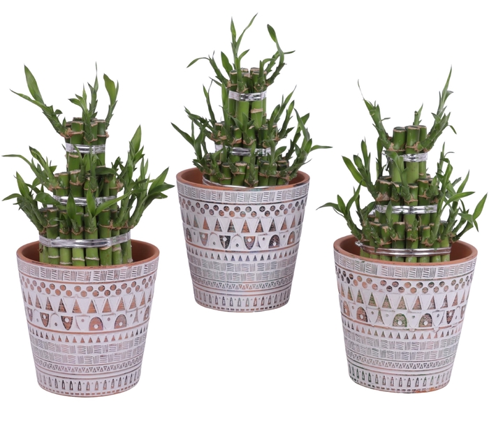 <h4>Lucky Bamboo Shape Round 3B Ø14cm Ceramic Pot Inca</h4>