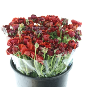 Ran El Chocolade Extra