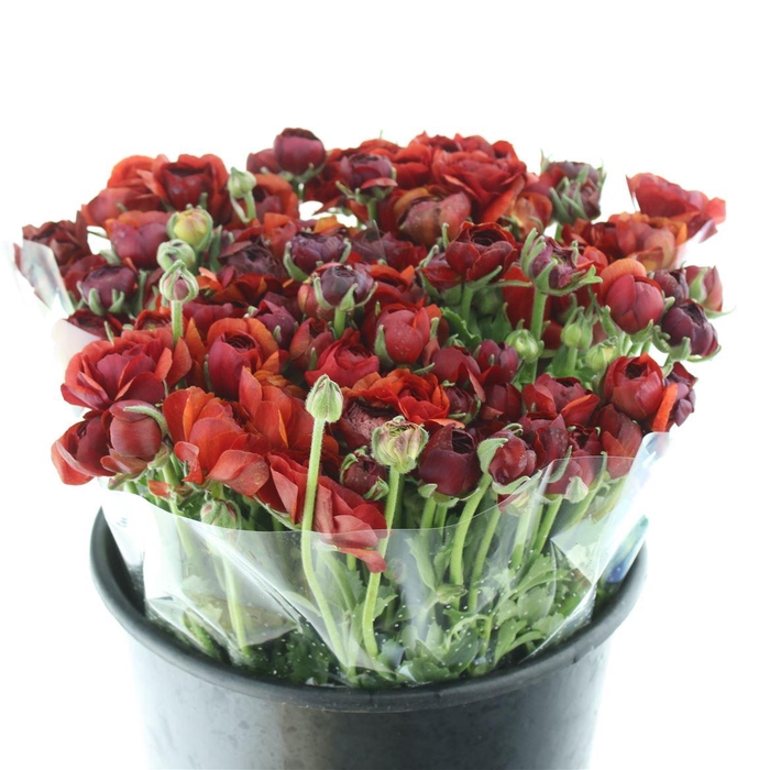 <h4>Ran El Chocolade Extra</h4>