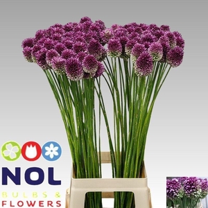 ALLIUM SPHAEROCEPHAL