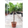 Ficus Lyrata stam