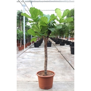 Ficus lyrata