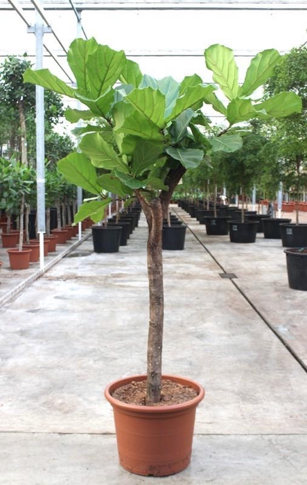 <h4>Ficus lyrata</h4>