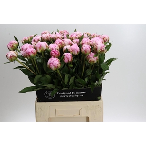Paeonia Sarah Bernhardt