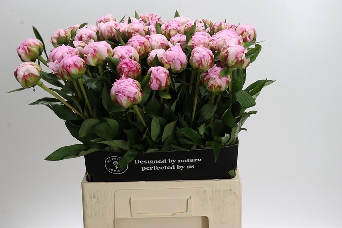 Paeonia Sarah Bernhardt