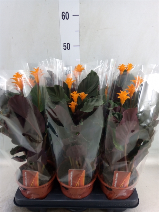 <h4>Calathea crocata</h4>