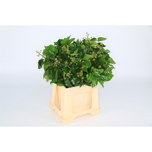 Hedera Bundle