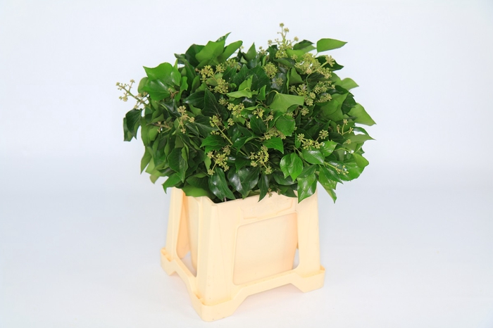 <h4>Hedera Bundle</h4>