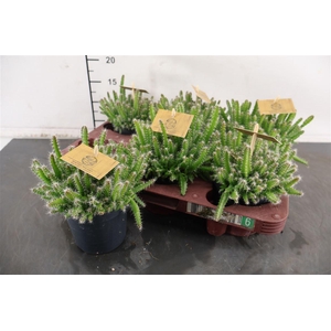 Cactus Hylocereus 10.5 Cm. P. Undatus