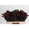 Leucadendron Saf Sunset Dark R.