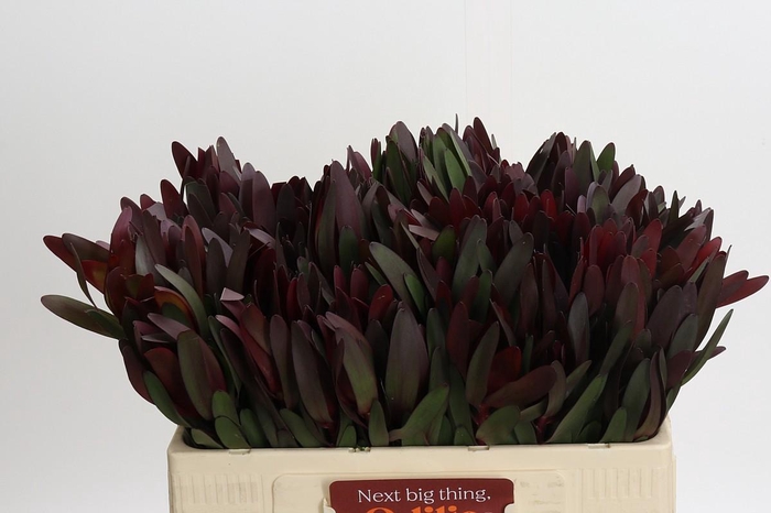 <h4>Leucadendron Saf Sunset Dark Red</h4>