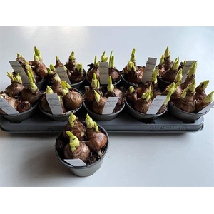 Narcissus (Double Grp) Bridal Crown