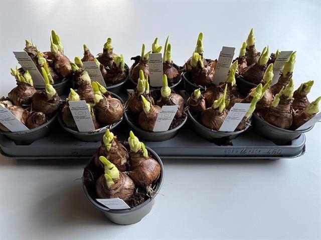 <h4>Narcissus (Double Grp) Bridal Crown</h4>