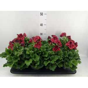 Pelargonium gran.   ..