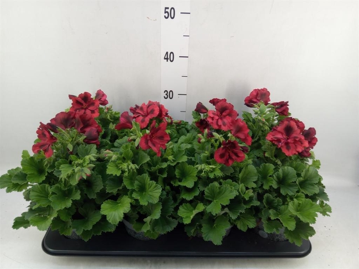 <h4>Pelargonium gran.   ..</h4>