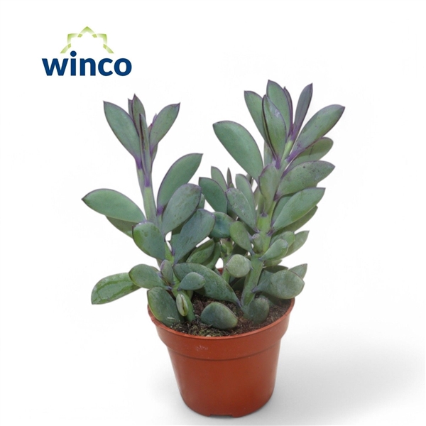 <h4>Senecio Crassisimus</h4>