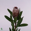 Protea Pink Ice No Leaves