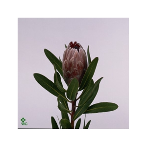 Protea Pink Ice