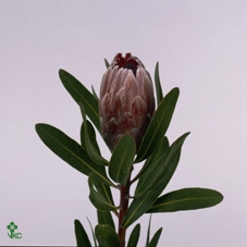 <h4>Protea Pink Ice</h4>