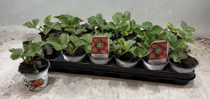 <h4>FRAG ELSANTA</h4>