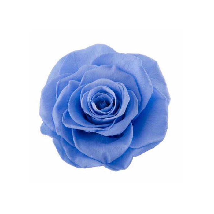 <h4>Rose Ava Marine Blue</h4>