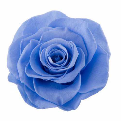 Rose Ava Marine Blue