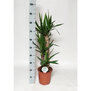 YUCCA