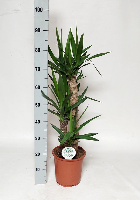<h4>YUCCA</h4>