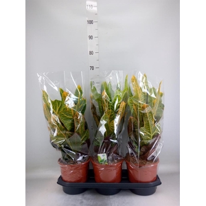 Codiaeum var. GR 'Excellent'