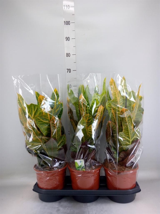 <h4>Codiaeum var. GR 'Excellent'</h4>