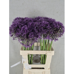 ALLIUM ATLAS