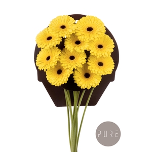 Gerbera Don Leo Water x40