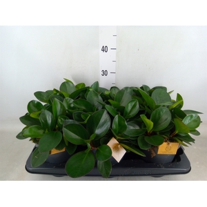 Peperomia clusiifolia 'Red Margin'