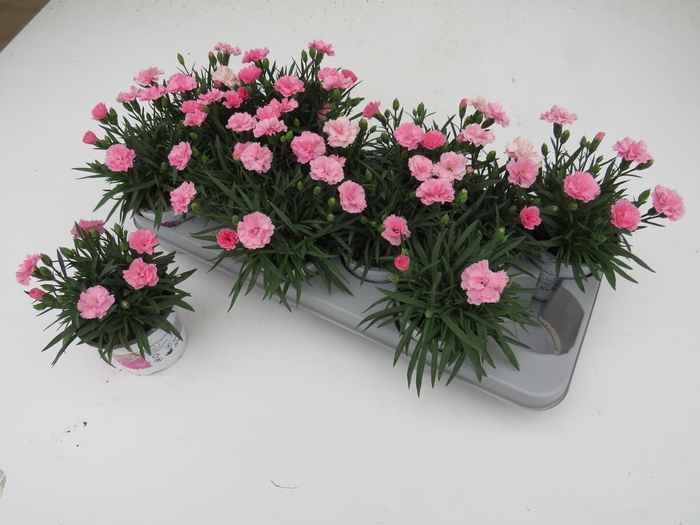 <h4>DIAN I LOVE U</h4>