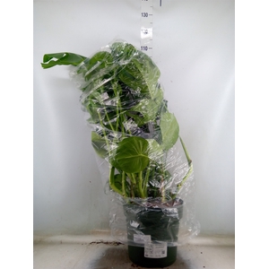 Monstera delic.