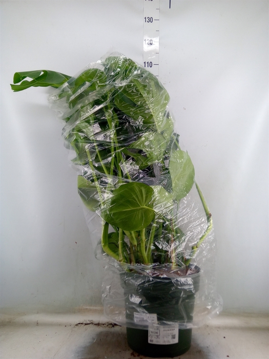 <h4>Monstera delic.</h4>