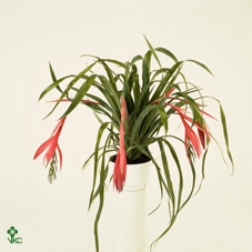 Billbergia windii - 1 bloem