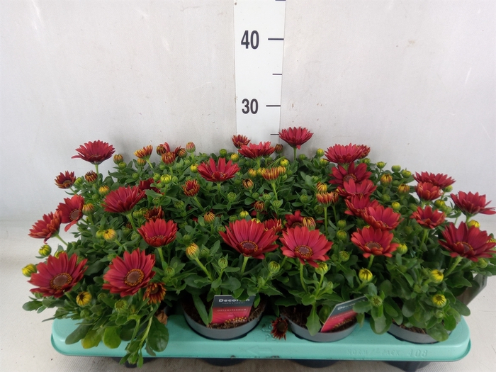<h4>Osteospermum  'Sunny Dixie'</h4>